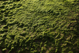 Sylvana somatic therapy